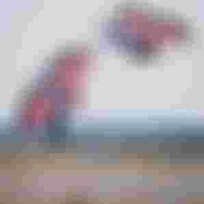 491446258_18058091714325834_807351859815809386_n