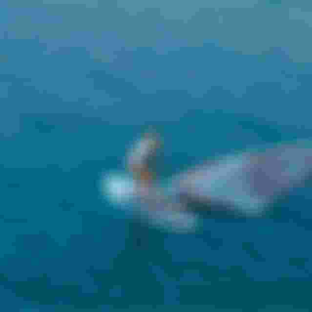 DUOTONE-Windsurf_2024_Eagle_One_Gallery36