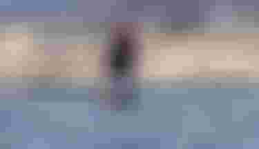 lowercut