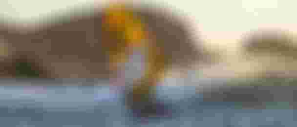 Alexia_Header