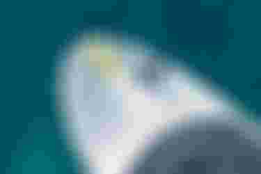 Nose of the Midfish Air Board 2026