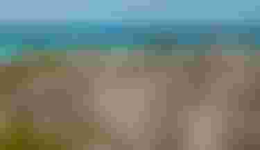 Two kitesurfers with turquoise kites glide over crystal-clear tropical waters, viewed through blurred coastal scrub vegetation in the foreground.