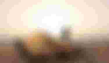 Kite Neo SLS and Kite Matchu at the beach with sunset vibes