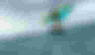 MôChauvin_byTobyBromwich