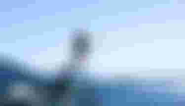 MôChauvin_byTobyBromwich