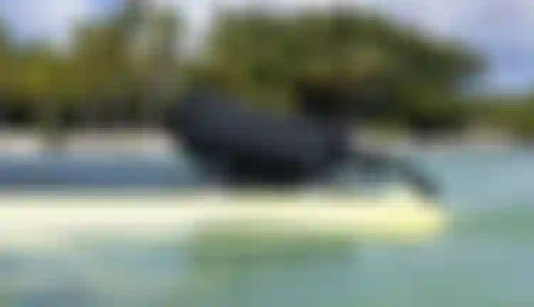 DTE-Duotone-MidfishAir-CruiseAssist-MoChauvin-Guadeloupe-2027-TobyBromwich-3144