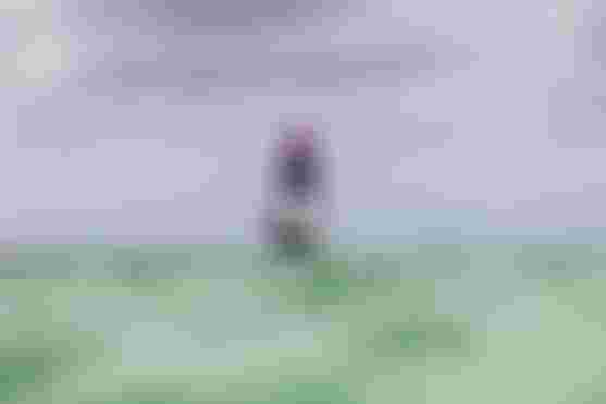 Aruba_Kasper