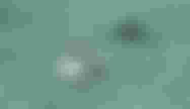 Two girls on SUP boards riding in Guadeloupe