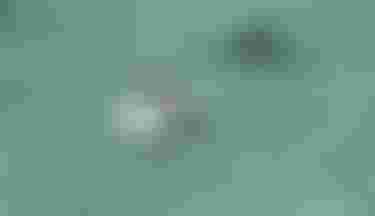 Two girls on SUP boards riding in Guadeloupe