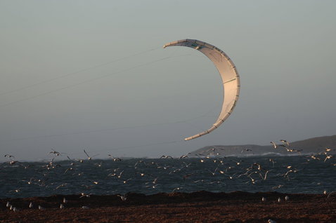 Duotone Evo Concept Blue LEI kite lors d'une session de kitesurf sur la plage
